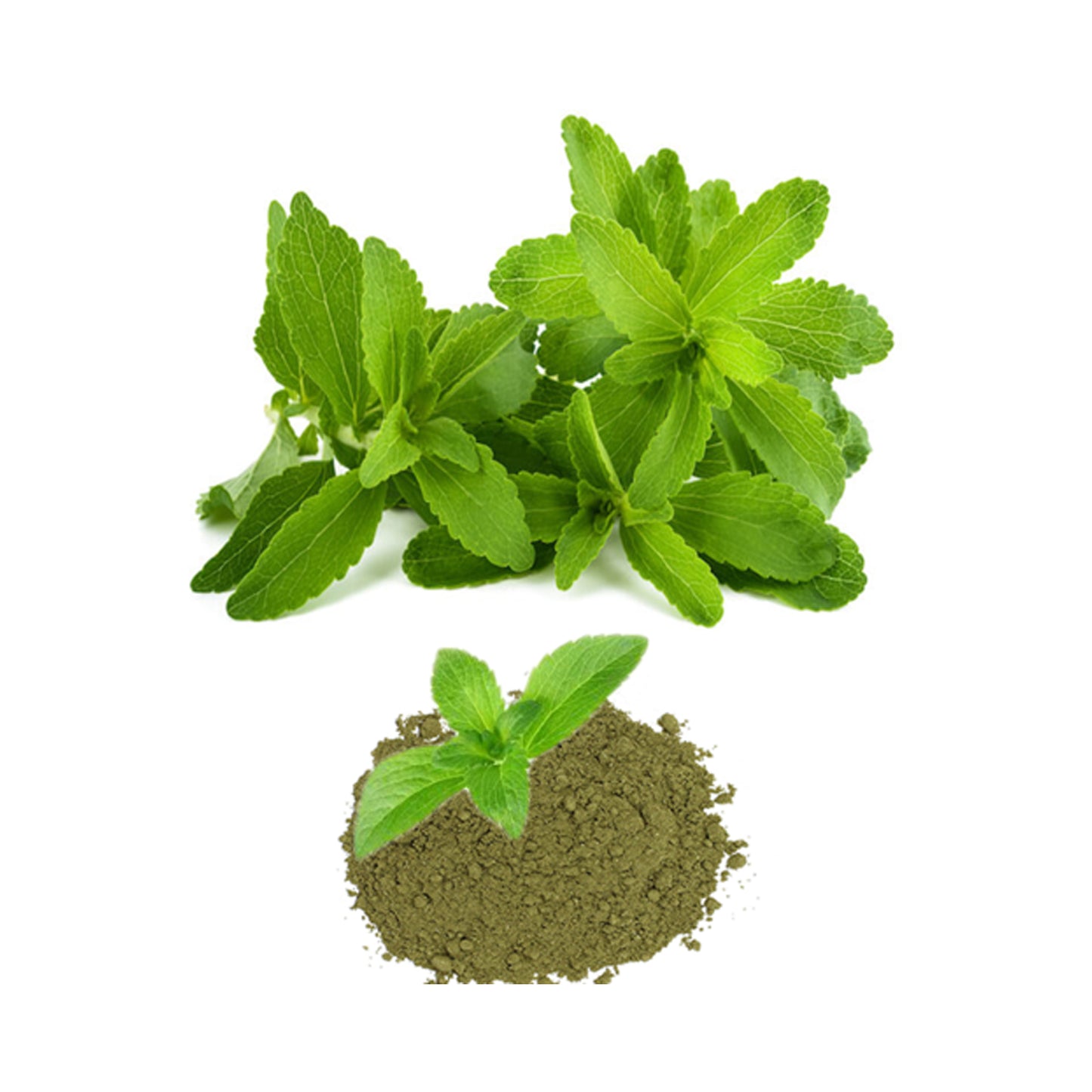 Organic Stevia/Stevia Rebaudiana powder