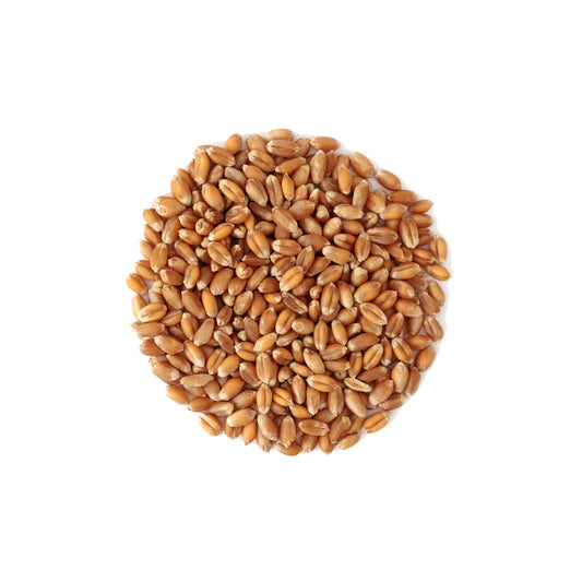 Organic Whole Wheat Grain RJ -1482