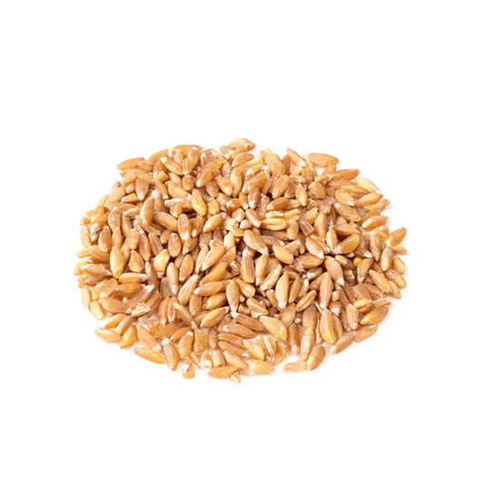 Organic Wheat (Khapli)